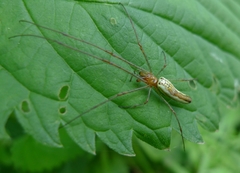 Tetragnatha montana