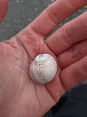 Cryptonatica aleutica