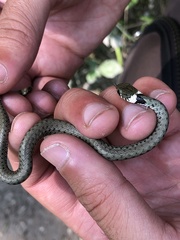 Natrix helvetica sicula