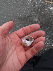 Cryptonatica aleutica