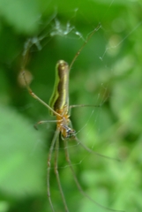 Tetragnatha montana