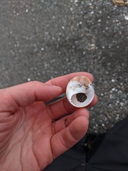 Cryptonatica aleutica