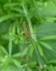 Tetragnatha montana