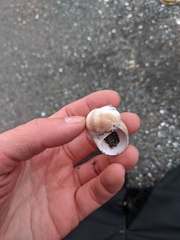 Cryptonatica aleutica