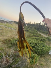 Laminaria digitata