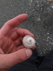 Cryptonatica aleutica