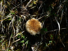 Carlina acaulis
