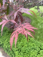 Acer palmatum