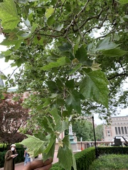 Platanus occidentalis