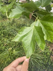 Platanus occidentalis