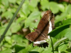 Eurytela hiarbas angustata