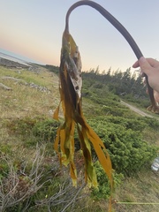 Laminaria digitata