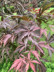 Acer palmatum