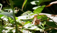Eurytela hiarbas angustata