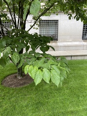 Cornus