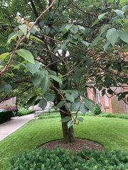 Prunus