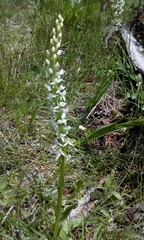 Platanthera dilatata leucostachys