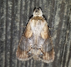 Dasylophia thyatiroides