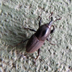 Sphenophorus necydaloides