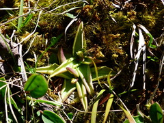 Pinguicula alpina