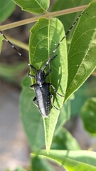 Agapanthia irrorata