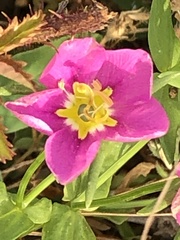 Sabatia campestris
