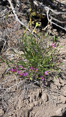 Rhinotropis subspinosa