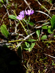 Primula farinosa
