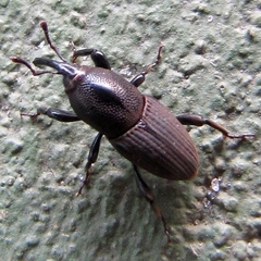 Sphenophorus necydaloides