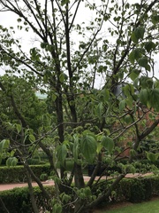 Cornus florida