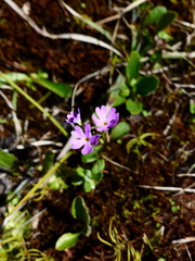 Primula farinosa