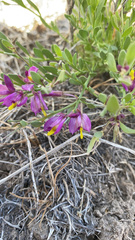 Rhinotropis subspinosa