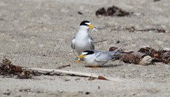 Sternula antillarum browni