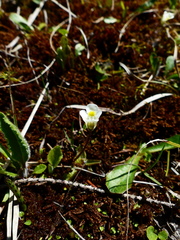 Pinguicula alpina