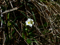 Pinguicula alpina
