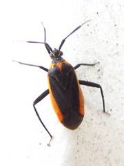 Taedia externa