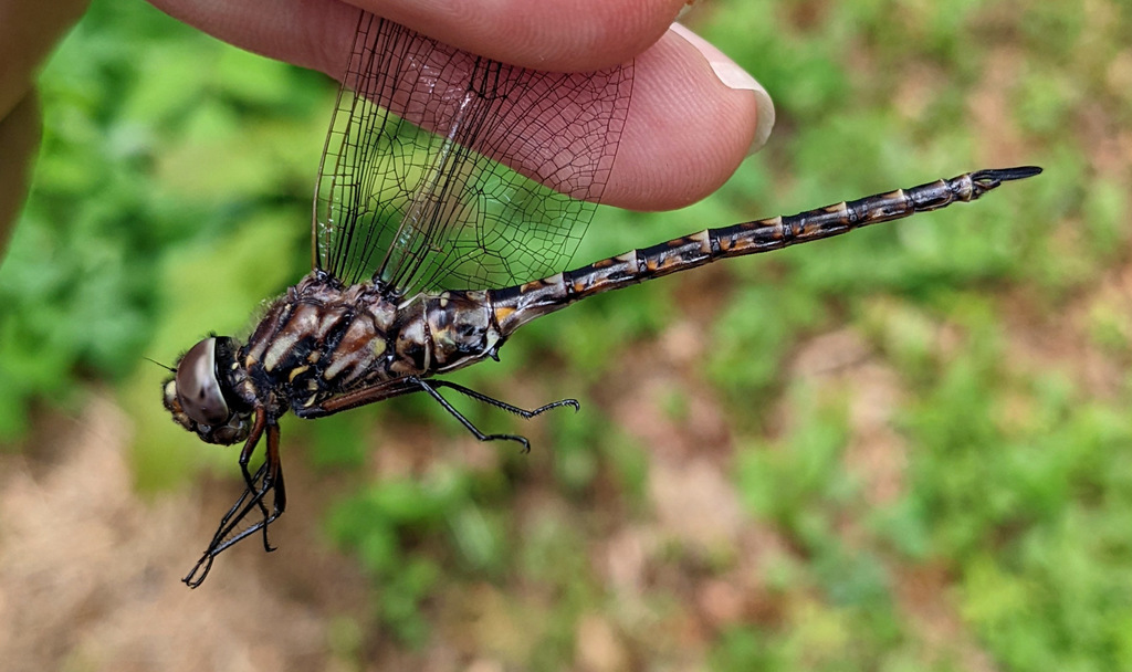 Taper-tailed Darner