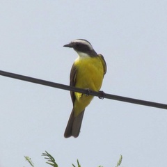 Myiozetetes similis