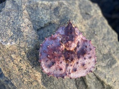 Paralithodes camtschaticus