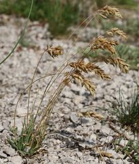 Poa badensis