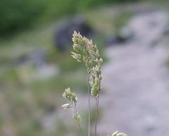 Poa badensis