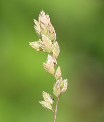 Poa badensis