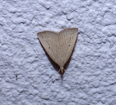 Macrochilo cribrumalis