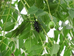 Anoplophora chinensis