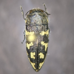 Acmaeodera bowditchi