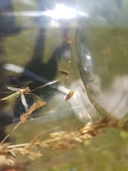 Tremulicerus fulgidus