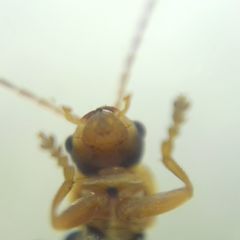 Cantharidae