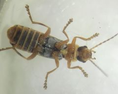Cantharidae