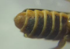 Cantharidae