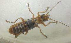 Cantharidae